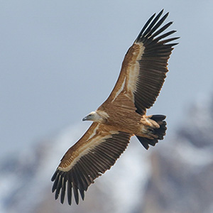 Griffon Vulture